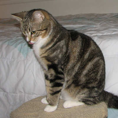 [picture of Ozzie FKA Oberon, a Domestic Short Hair brown tabby cat]
