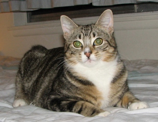 [picture of Ozzie FKA Oberon, a Domestic Short Hair brown tabby cat]