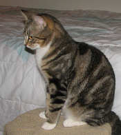 [picture of Ozzie FKA Oberon, a Domestic Short Hair brown tabby cat]