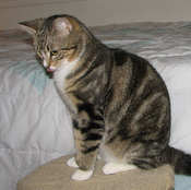 [picture of Ozzie FKA Oberon, a Domestic Short Hair brown tabby cat]