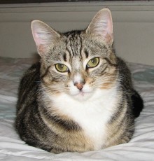 [picture of Ozzie FKA Oberon, a Domestic Short Hair brown tabby\ cat] 