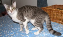 [another picture of Smoothie, a Domestic Short Hair black-gray tabby/white\ cat] 