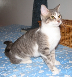[picture of Smoothie, a Domestic Short Hair black-gray tabby/white cat]
