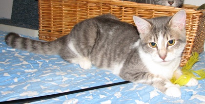 [picture of Smoothie, a Domestic Short Hair black-gray tabby/white cat]