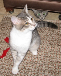 [picture of Smoothie, a Domestic Short Hair black-gray tabby/white cat]