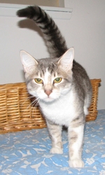 [picture of Smoothie, a Domestic Short Hair black-gray tabby/white cat]
