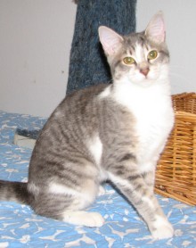 [picture of Smoothie, a Domestic Short Hair black-gray tabby/white\ cat] 