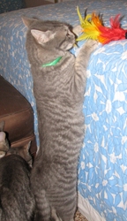 [picture of Johnny, a Domestic Short Hair gray tabby cat]