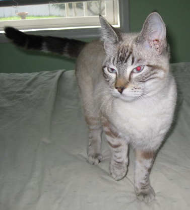 [another picture of Linda, a Siamese-x lynspoint\ cat] 