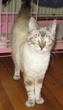 [picture of Linda, a Siamese-x lynspoint cat]