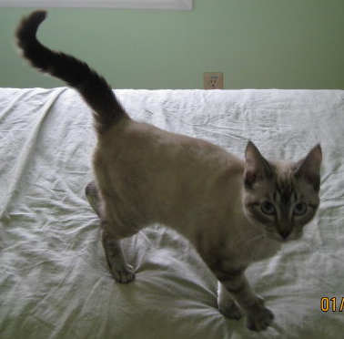 [picture of Linda, a Siamese-x lynspoint cat]