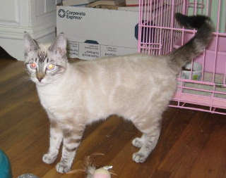 [picture of Linda, a Siamese-x lynspoint\ cat] 