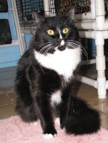 [another picture of Figaro, a Domestic Medium Hair black/white\ cat] 