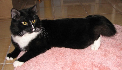 [picture of Figaro, a Domestic Medium Hair black/white cat]