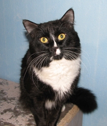 [picture of Figaro, a Domestic Medium Hair black/white cat]