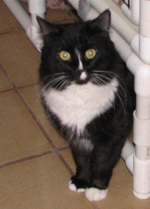 [picture of Figaro, a Domestic Medium Hair black/white cat]