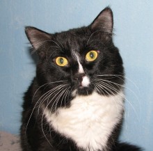 [picture of Figaro, a Domestic Medium Hair black/white\ cat] 