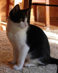 [another picture of Oreo, a Domestic Short Hair black/white\ cat] 