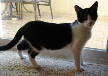[picture of Oreo, a Domestic Short Hair black/white cat]