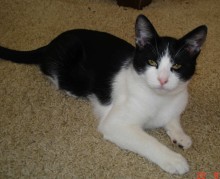 [picture of Oreo, a Domestic Short Hair black/white\ cat] 