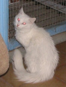 [another picture of Snowball, a Turkish Angora/Domestic Medium Hair-x white/gray\ cat] 