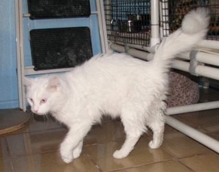 [picture of Snowball, a Turkish Angora/Domestic Medium Hair-x white/gray cat]