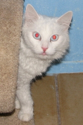 [picture of Snowball, a Turkish Angora/Domestic Medium Hair-x white/gray cat]