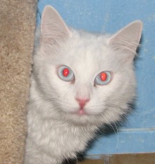 [picture of Snowball, a Turkish Angora/Domestic Medium Hair-x white/gray\ cat] 