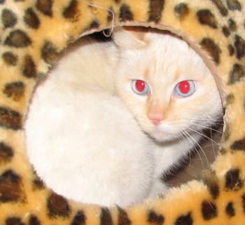 [picture of Ginger, a Siamese/Domestic Short Hair-x flamepoint\ cat] 
