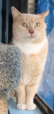 [another picture of Mondo, a Domestic Short Hair buff/white\ cat] 