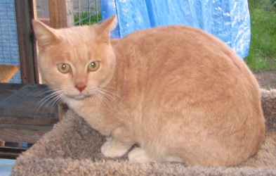 [picture of Mondo, a Domestic Short Hair buff/white cat]