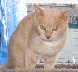 [picture of Mondo, a Domestic Short Hair buff/white cat]