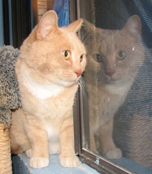 [picture of Mondo, a Domestic Short Hair buff/white cat]