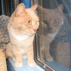 [picture of Mondo, a Domestic Short Hair buff/white cat]