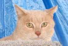 [picture of Mondo, a Domestic Short Hair buff/white\ cat] 