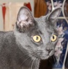 A picture of #NS03572: Jumpy a Domestic Short Hair gray