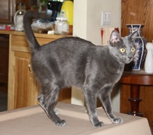 [another picture of Jumpy, a Domestic Short Hair gray\ cat] 