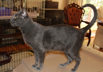 [picture of Jumpy, a Domestic Short Hair gray cat]