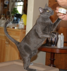 [picture of Jumpy, a Domestic Short Hair gray cat]