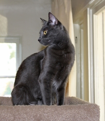 [picture of Jumpy, a Domestic Short Hair gray cat]