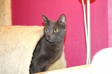 [picture of Jumpy, a Domestic Short Hair gray cat]