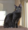 [picture of Jumpy, a Domestic Short Hair gray cat]