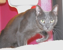 [picture of Jumpy, a Domestic Short Hair gray\ cat] 