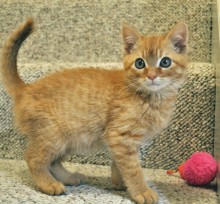 [another picture of Jasper, a Domestic Short Hair orange tabby\ cat] 