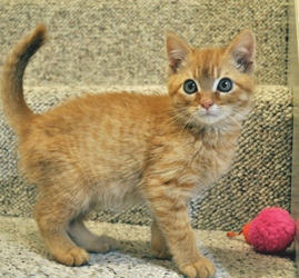 short hair tabby cat orange