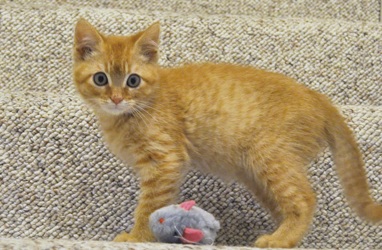 [picture of Jasper, a Domestic Short Hair orange tabby cat]