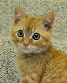 [picture of Jasper, a Domestic Short Hair orange tabby\ cat] 