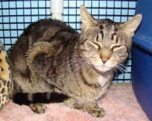 [another picture of Finnegan, a Domestic Short Hair brown tabby\ cat] 