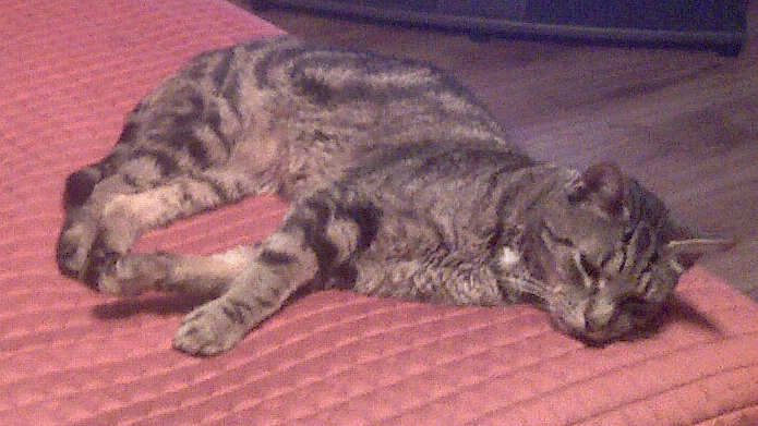 [picture of Finnegan, a Domestic Short Hair brown tabby cat]