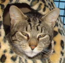 [picture of Finnegan, a Domestic Short Hair brown tabby\ cat] 